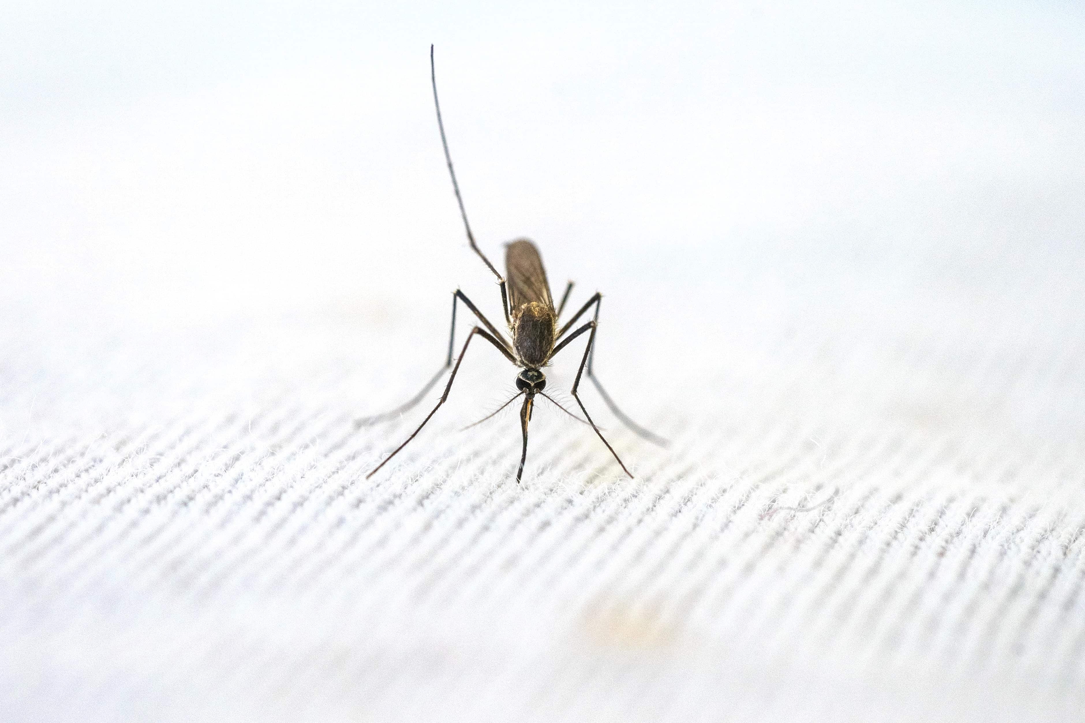 US: Maryland reports first locally acquired malaria case in over 40 years US: Maryland reports first locally acquired malaria case in over 40 years