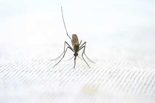 US: Maryland reports first locally acquired malaria case in over 40 years