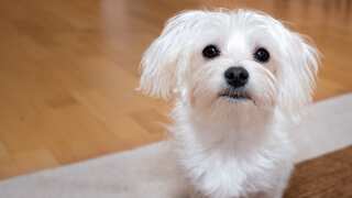 'Paw-sitively' bizarre: Iranian real estate agent gets arrested for selling house to pet dog