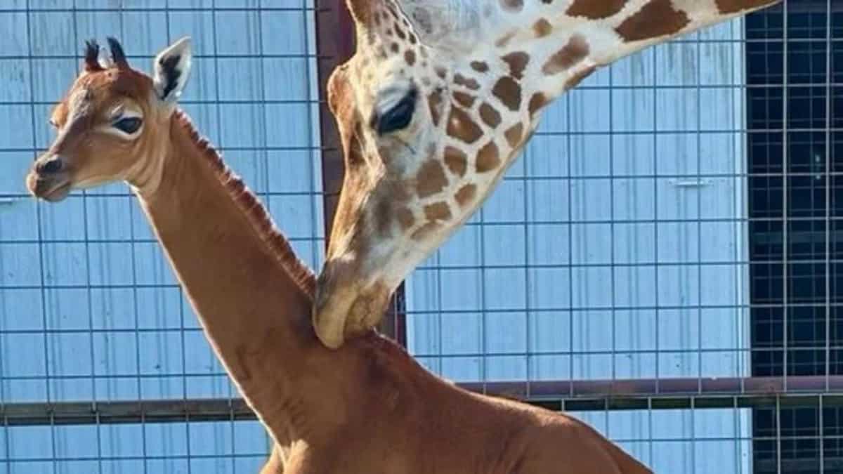 Spotless giraffe, incredibly rare and one of its kind, born at zoo in Tennessee Spotless giraffe, incredibly rare and one of its kind, born at zoo in Tennessee