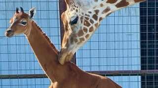 Spotless giraffe, incredibly rare and one of its kind, born at zoo in Tennessee