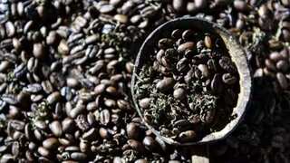 Levels of caffeine in blood could affect body fat and diabetes, suggests study
