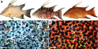 This fish uses 'skin vision' to look at itself from the inside