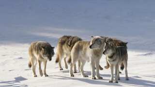 How a lone 'immigrant' wolf revived a forest ecosystem