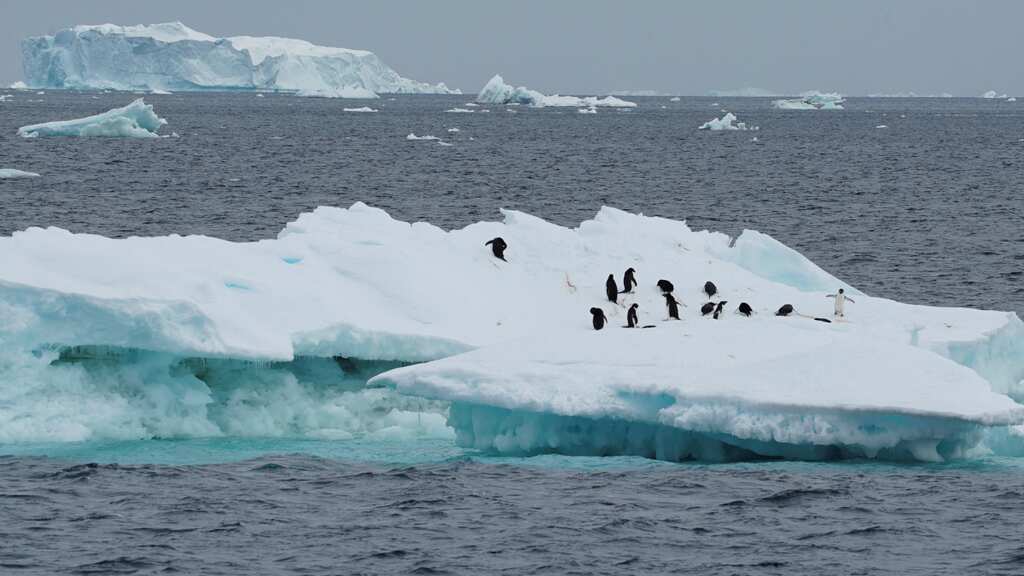 Thousands of emperor penguin chicks die in Antarctica sea ice disappearance