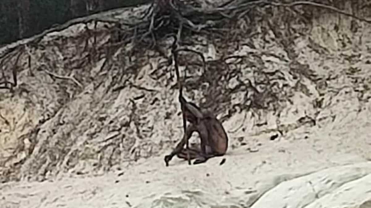 Naked and mysterious 'wolf man' seen roaming in Harz mountains of Germany Naked and mysterious 'wolf man' seen roaming in Harz mountains of Germany