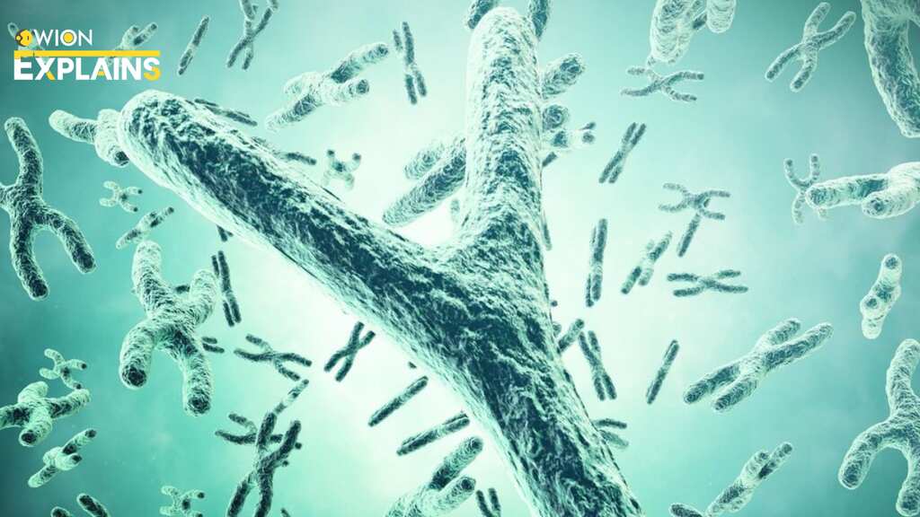 Explained | Scientists finally decipher enigmatic Y chromosome, feat to help study male infertility