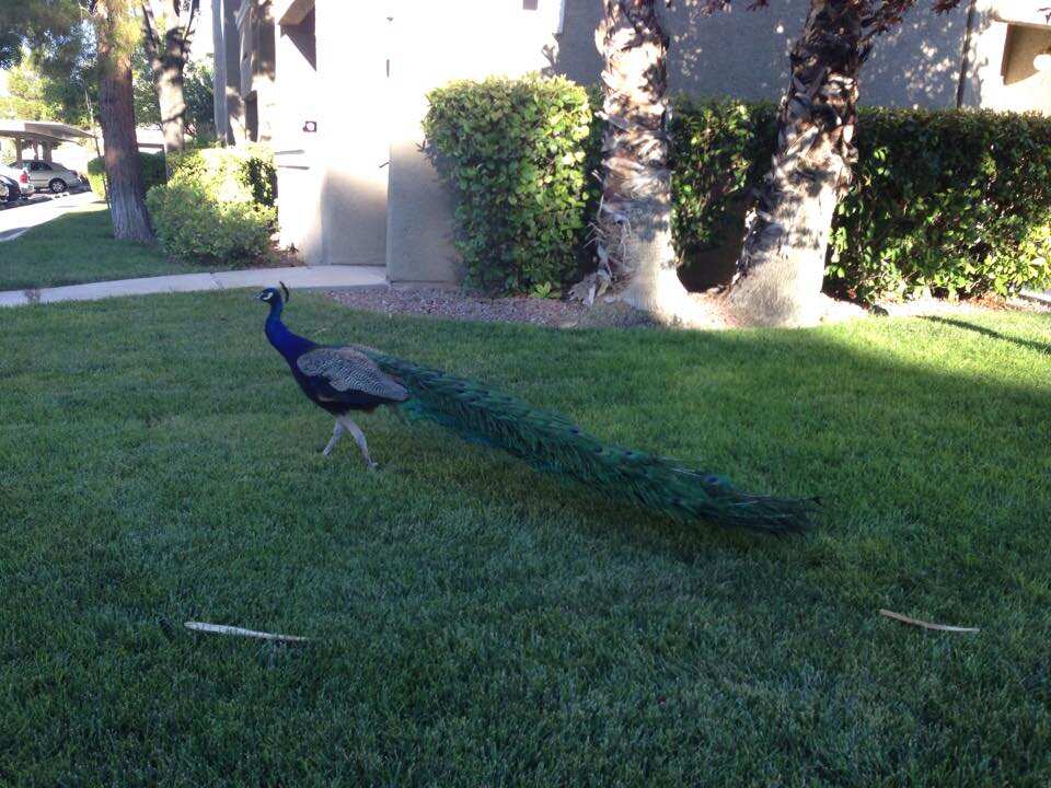 Pete, the beloved peacock in Las Vegas community found killed with bow and arrow Pete, the beloved peacock in Las Vegas community found killed with bow and arrow