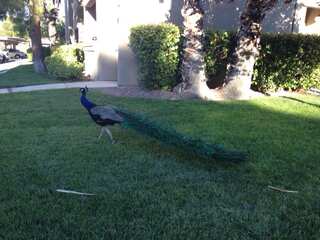 Pete, the beloved peacock in Las Vegas community found killed with bow and arrow
