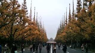 Tokyo is planning to cut down 100-year-old ginkgo trees to build two skyscrapers