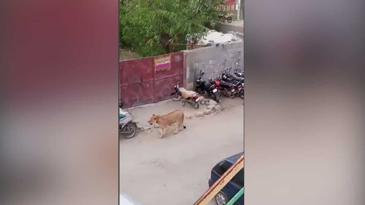 Watch: Lioness on loose in Pakistan streets causes panic Watch: Lioness on loose in Pakistan streets causes panic