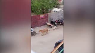Watch: Lioness on loose in Pakistan streets causes panic 