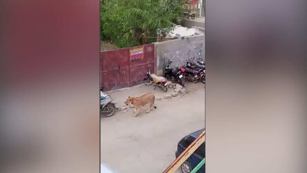 Watch: Lioness on loose in Pakistan streets causes panic 