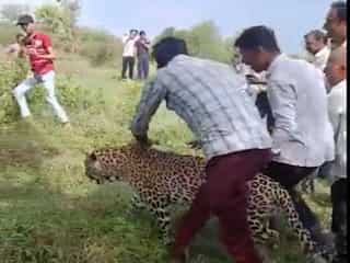 Video: Villagers in India spot sick leopard, harass it by riding and taking selfies 