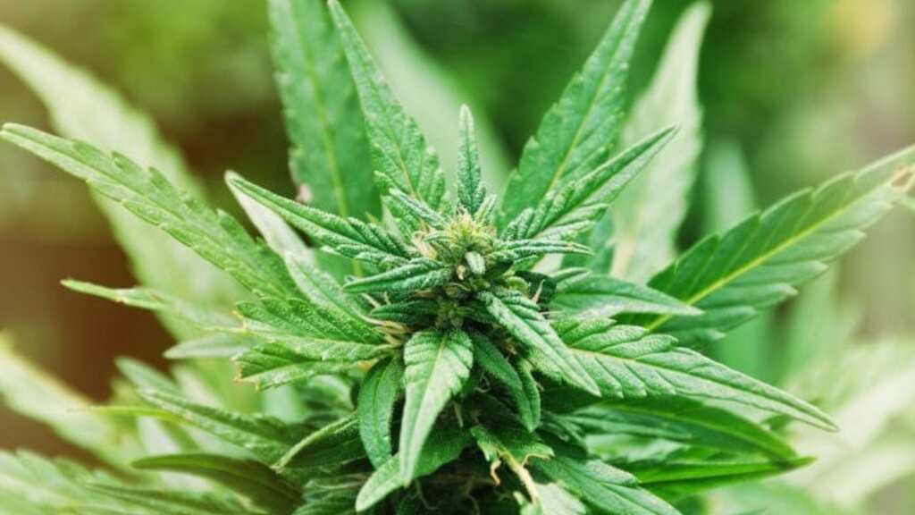 Study reveals teenagers, pregnant women & drivers should not consume cannabis. Know why