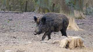 US facing new threat from Canada: Invasive 'super pigs' that destroy 'everything' reach borders