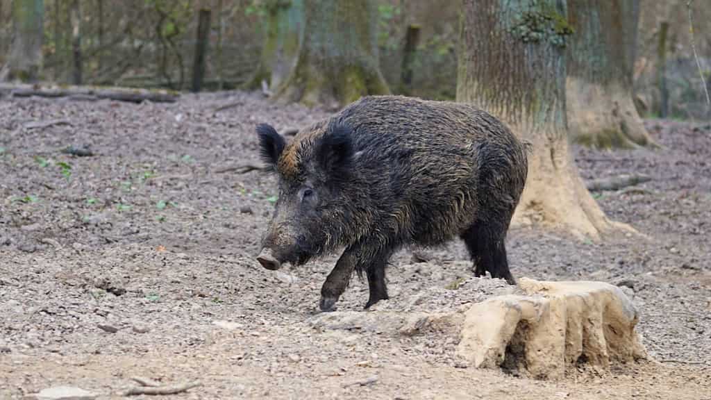 US facing new threat from Canada: Invasive 'super pigs' that destroy 'everything' reach borders