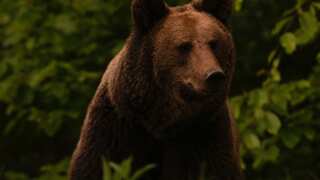 One of Italy's last remaining Marsican brown bear shot dead 'out of fear'