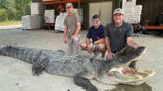 US: Record-breaking 14-foot-long alligator captured in Mississippi