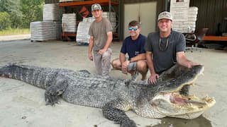 US: Record-breaking 14-foot-long alligator captured in Mississippi