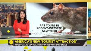 Gravitas: Tourists flock to New York to see rats