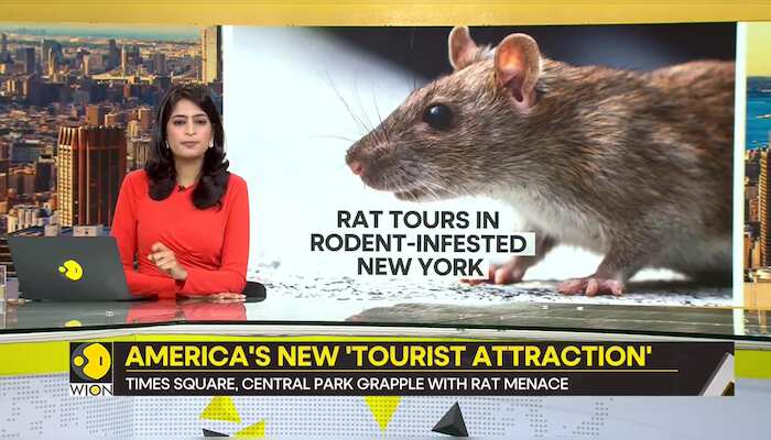 WionNews Video