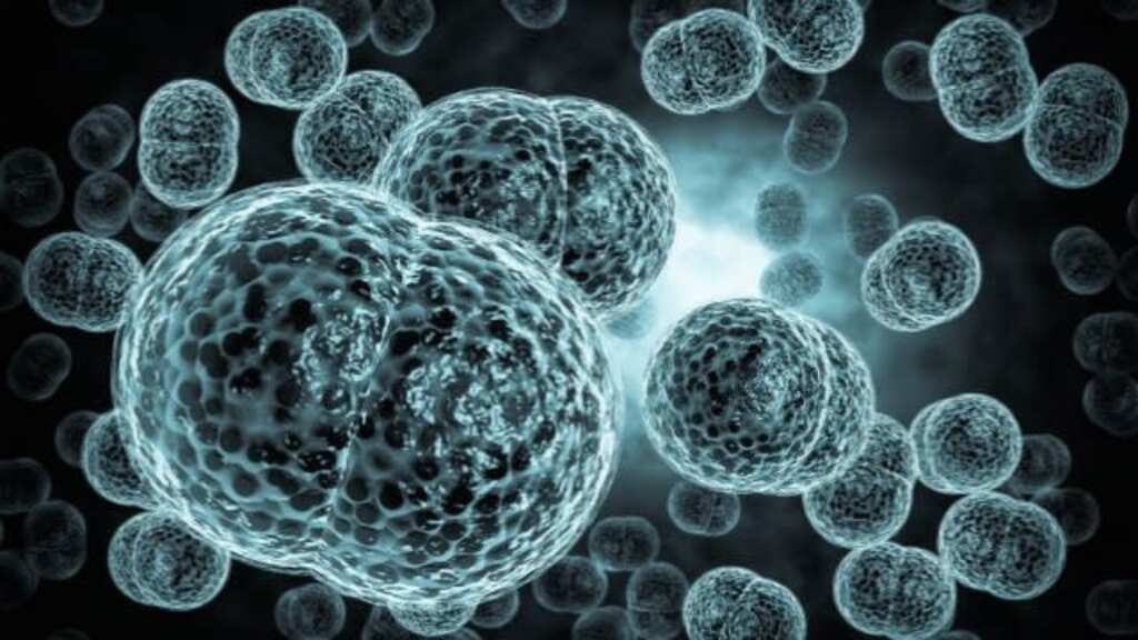 Meningococcal disease outbreak kills five in the United States