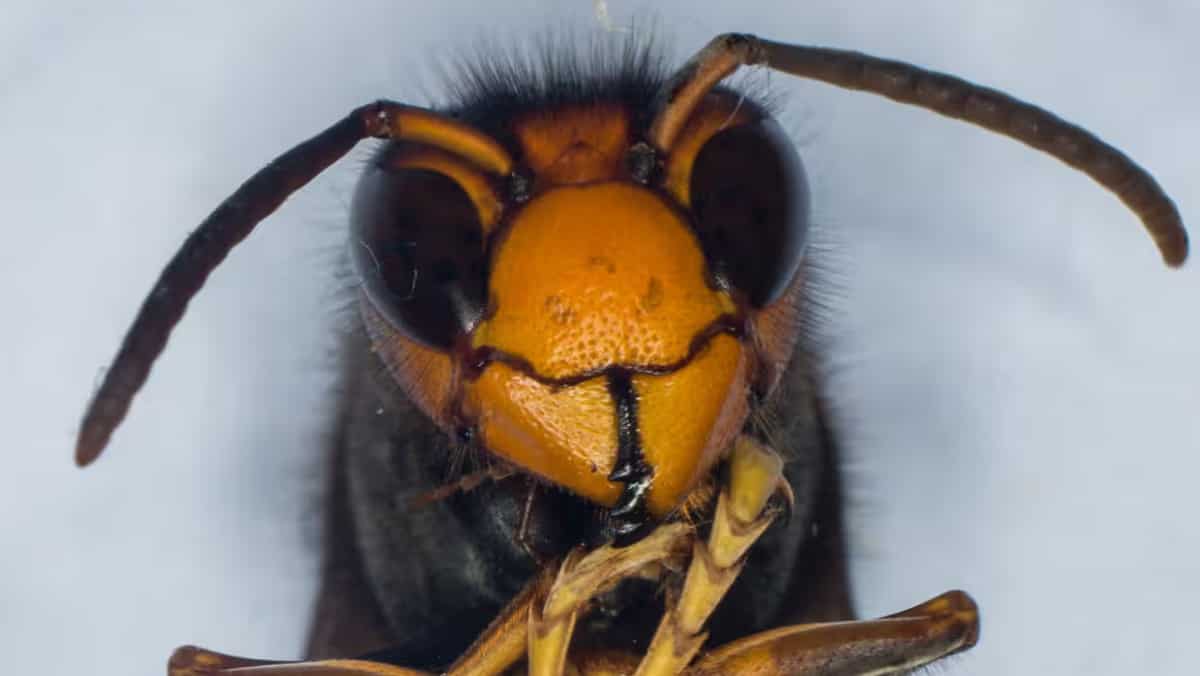 Mio Dio! Hornets have taken over Rome, causing serious injuries and even death Mio Dio! Hornets have taken over Rome, causing serious injuries and even death