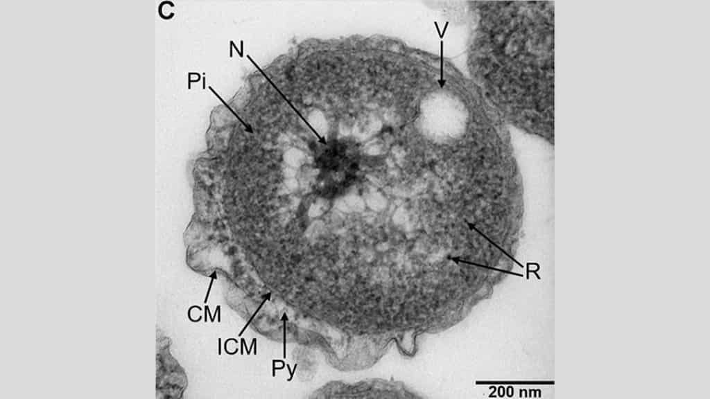 Scientists discover mysterious and unique new species of marine bacteria