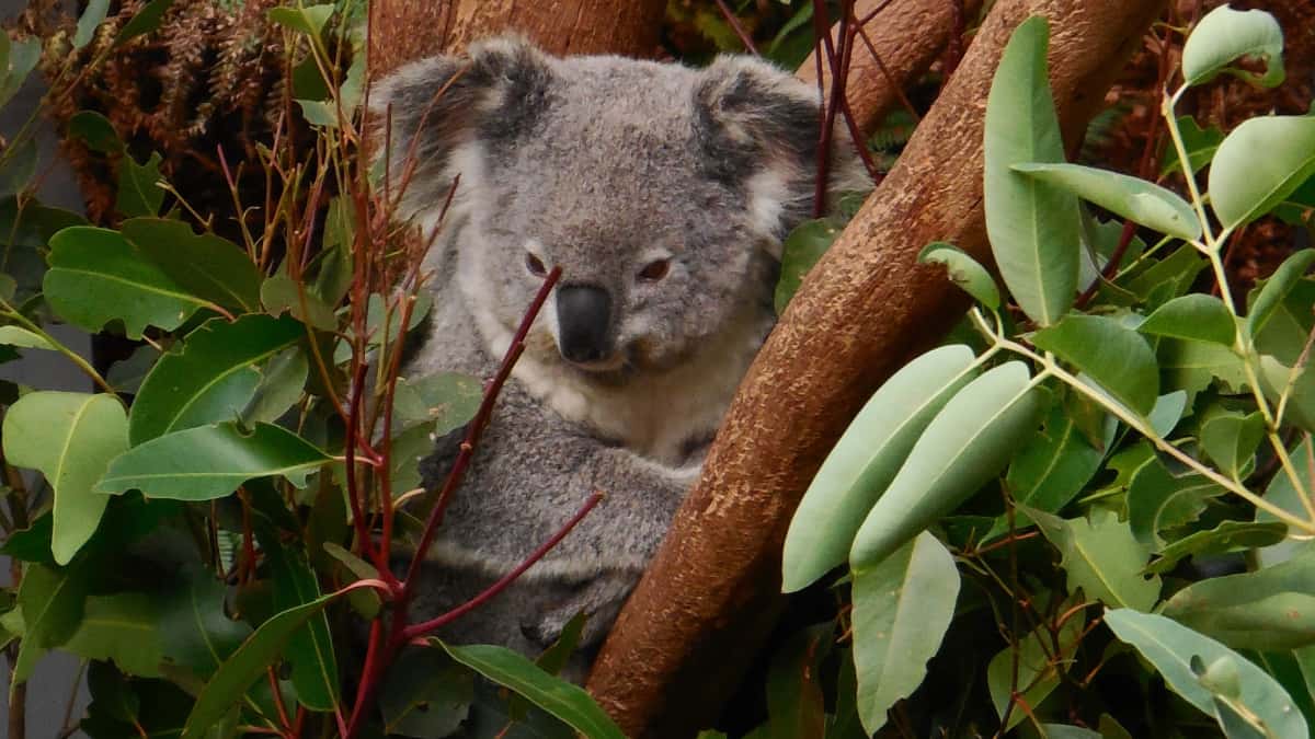 'Claude the koala': Australian nursery owner reveals prolific plant thief 'Claude the koala': Australian nursery owner reveals prolific plant thief