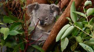 'Claude the koala': Australian nursery owner reveals prolific plant thief