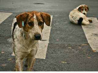 India: 14-year-old from Ghaziabad dies of rabies month after dog bite