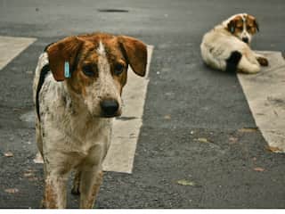 Australian tourists tricked into eating dog meat in Bali, authorities launch investigation