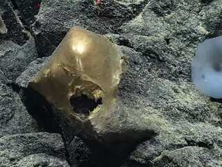 Scientists find mysterious never-seen-before 'spooky golden egg' at the bottom of Pacific Ocean