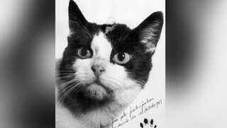 WATCH | World's first and only cat sent to space - 'Felicette'