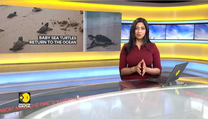 Baby turtles released on Nicaraguan beach