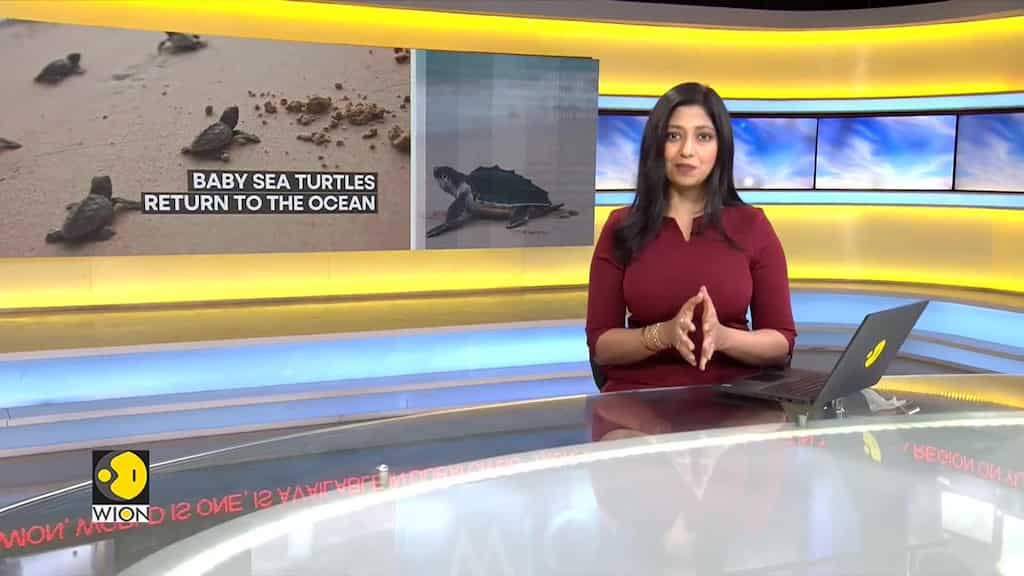 Baby turtles released on Nicaraguan beach
