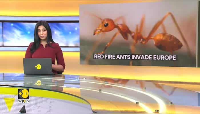 Most invasive ant species makes itself at home in Italy | WION Climate Tracker