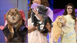 Pets take centre-stage at New York Fashion Week. See adorable photos