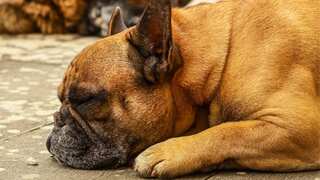 Talk about keen ear! Dogs can listen to hooman chatter even when snoozing, finds study