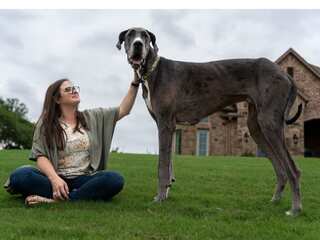 World's tallest dog Zeus, a Guinness record holder, dies of cancer at the age of three