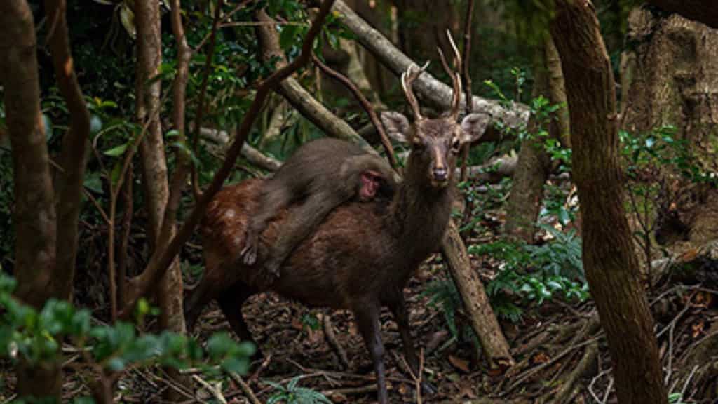 Macaque seen riding deer in Japanese forest. Know what's behind this behaviour