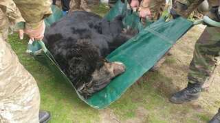 Zoo in Scotland to adopt bear who suffered severe trauma in Russian-occupied Ukraine