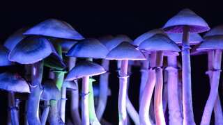 Legal highs, scary lows: Decriminalisation of 'magic mushrooms' linked to rise in calls for help