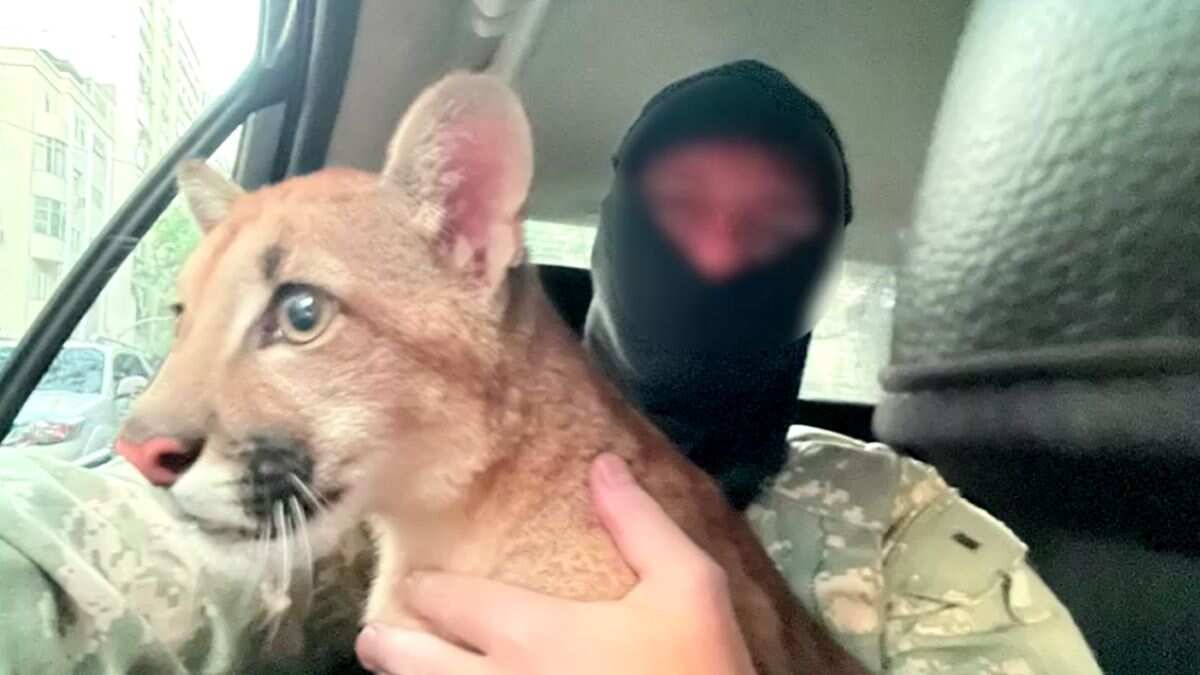 Brazilian authorities rescue puma cub held in captivity for illegal trade Brazilian authorities rescue puma cub held in captivity for illegal trade