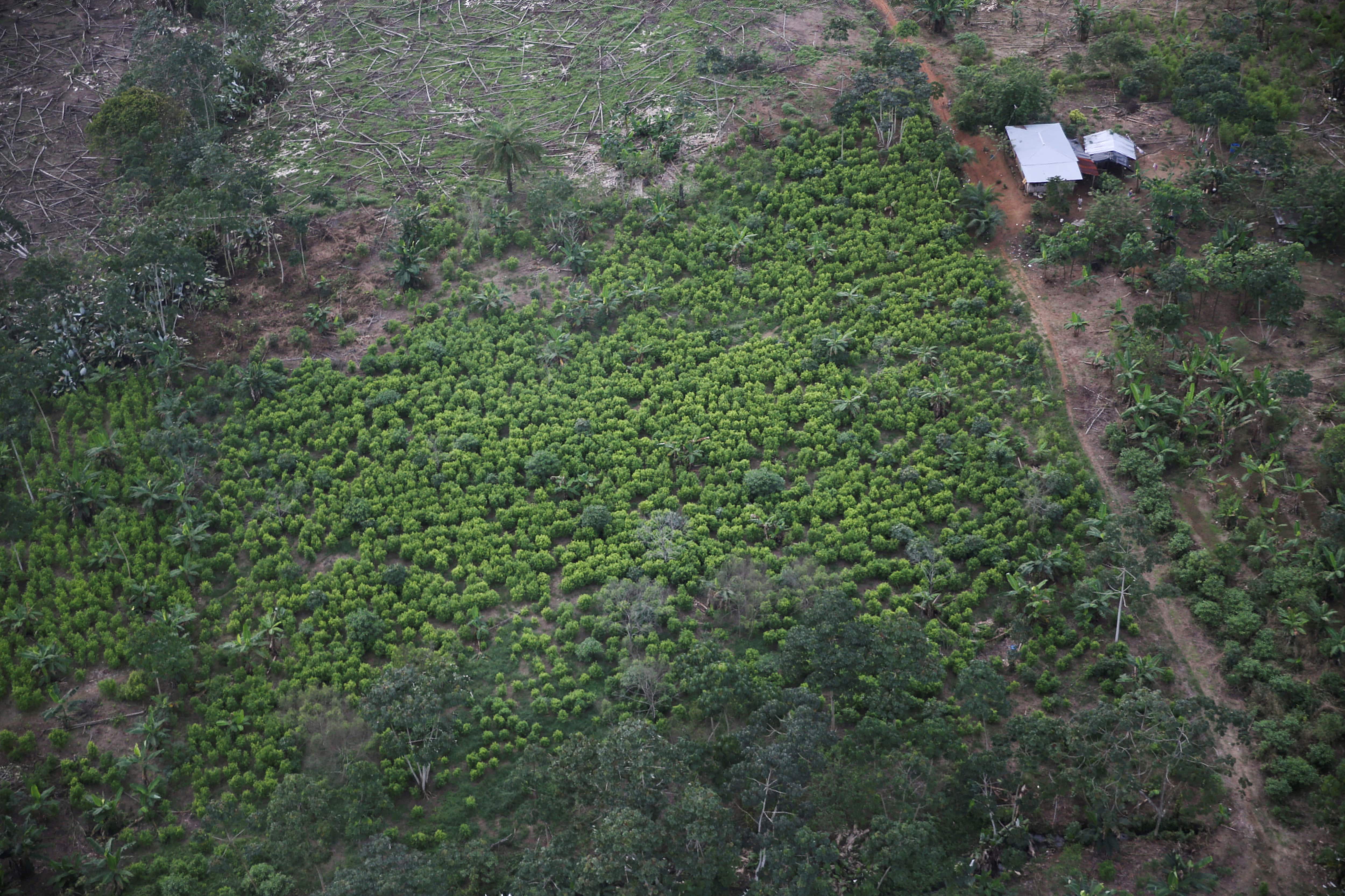 Cocaine set to become Colombia's main export soon, says report