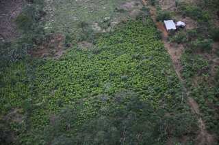 Cocaine set to become Colombia's main export soon, says report