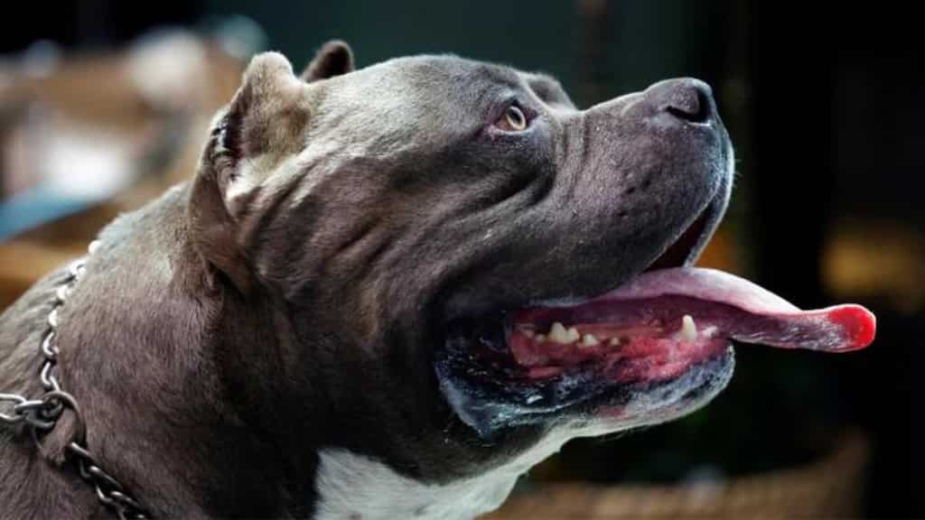 After Sunak's ban, internet is flooded with sale ads for American XL Bully dogs at dirt-cheap prices