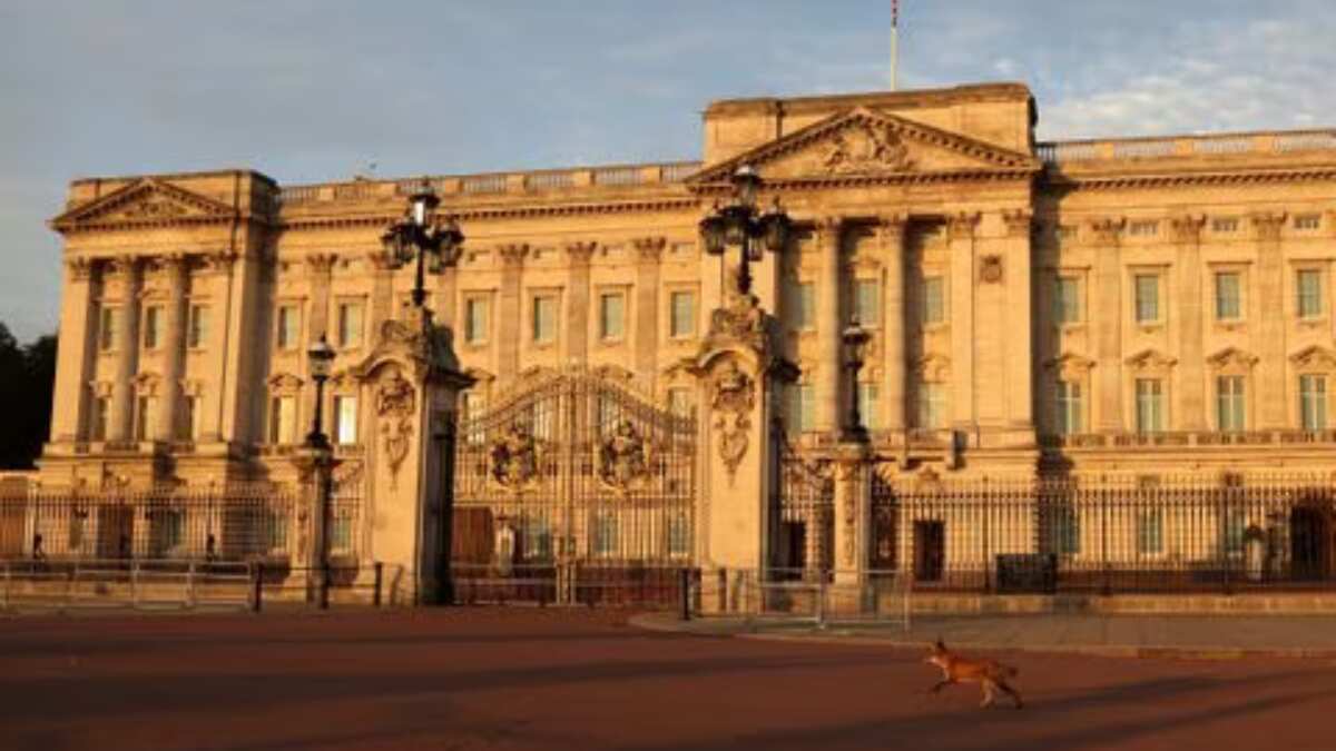 Man climbing into Royal Mews by Buckingham Palace arrested Man climbing into Royal Mews by Buckingham Palace arrested