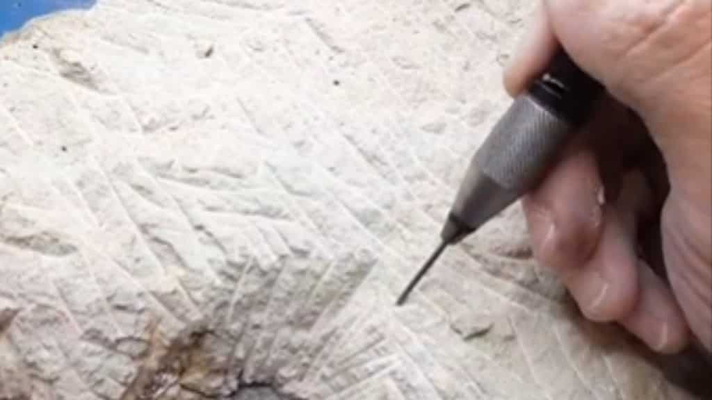 A terrifying beast roamed Earth long before dinosaurs, a newly found skull proves